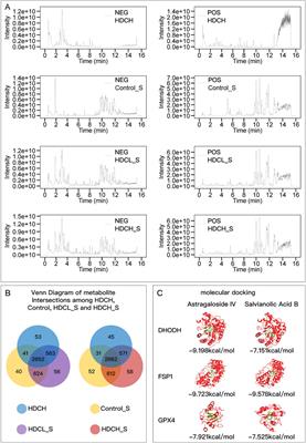 Combination decoction of Astragalus mongholicus and Salvia miltiorrhiza mitigates pressure-overload cardiac dysfunction by inhibiting multiple ferroptosis pathways